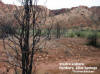 Henbury Meteorit Craters